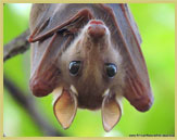 Close-up view of a roosting bat at Kasanka National Park (Zambia)