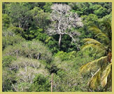 Largely intact and rich in endemic biodiversity Kaya Kambe is one of ten sacred coastal rainforests designated for the Sacred Mijikenda Kaya Forests UNESCO world heritage site (near Mombasa, Kenya)