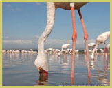 Lesser flamingo feeding in Lake Nakuru National Park (part of the Kenya Lake System world heritage site)