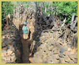 High dry stone walls seperate homesteads within the tightly-packed village communities within the Konso Cultural Landscape UNESCO world heritage site, Ethiopia