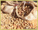 Palm nuts are transported by camel in tradional leather baskets, providing one of the principal economic resources for people living around the Lakes of Ounianga UNESCO world heritage site in northern Chad