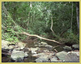 Diverse tropical rainforest in the Lope National Park is a key element of the Ecosystem and Relict cultural landscape of Lope-Okanda UNESCO world heritage site, Gabon (Central Africa)