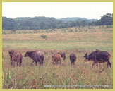 Logging around the periphery of the Lope-Okanda National Park presents an ever-increasing threat to the world heritage site