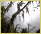 Old man's beard lichen draped from branches on the misty lower slopes of Kilimanjaro National Park world heritage site