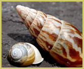 Ecological isolation has resulted in high levels of endemism, especially amongst invertebrate groups such as these snails, in the Mount Nimba Strict Nature Reserve world heritage site in Guinea and Ivory Coast