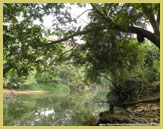 Tropical rainforest biodiversity is protected within the Osun-Osogbo Sacred Grove UNESCO world heritage site (Nigeria)