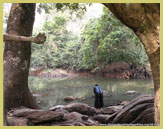 Yoruba people traditionally use specific worship points along the Osun River in the Osun-Osogbo Sacred Grove UNESCO world heritage site (Nigeria)