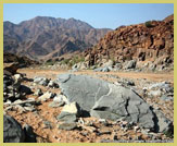 The succulent Karoo vegetation is sparse and the environment harsh in the Richtersveld Cultural and Botanical Landscape UNESCO world heritage site (South Africa)