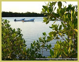 Extensive mangrove forests cover much of the Saloum Delta Cultural Landscape UNESCO world heritage site (Senegal, West Africa)