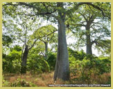 Baobab trees grow in the middle of the delta on artificial islands created out of shells discarded over the centuries by communities of fishermen in the Saloum Delta Cultural Landscape UNESCO world heritage site (Senegal, West Africa)