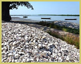 Mounds of shells accumulate around villages throughout the area in the Saloum Delta Cultural Landscape UNESCO world heritage site (Senegal, West Africa)