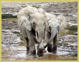 Forest elephants at Dzanga Bai in Central African Republic, part of the Sangha Trinational UNESCO world heritage site