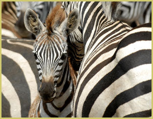 Zebras in Ngorongoro Conservation Area (Tanzania), one of the UNESCO natural world heritage sites in Africa's savanna biome