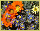 The Namaqualand spring flowers are a spectacular feature of the succulent karoo