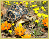 The succulent karoo is home to 121 species of reptile, 20% of which are endemic