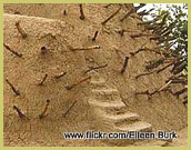 Sticks protruding from the facade of the Tomb of Askia UNESCO world heritage site at Gao (Mali) enable people to climb the facade once every two years to renew the mud-plaster