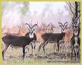 White-eared kob are unique to South Sudan